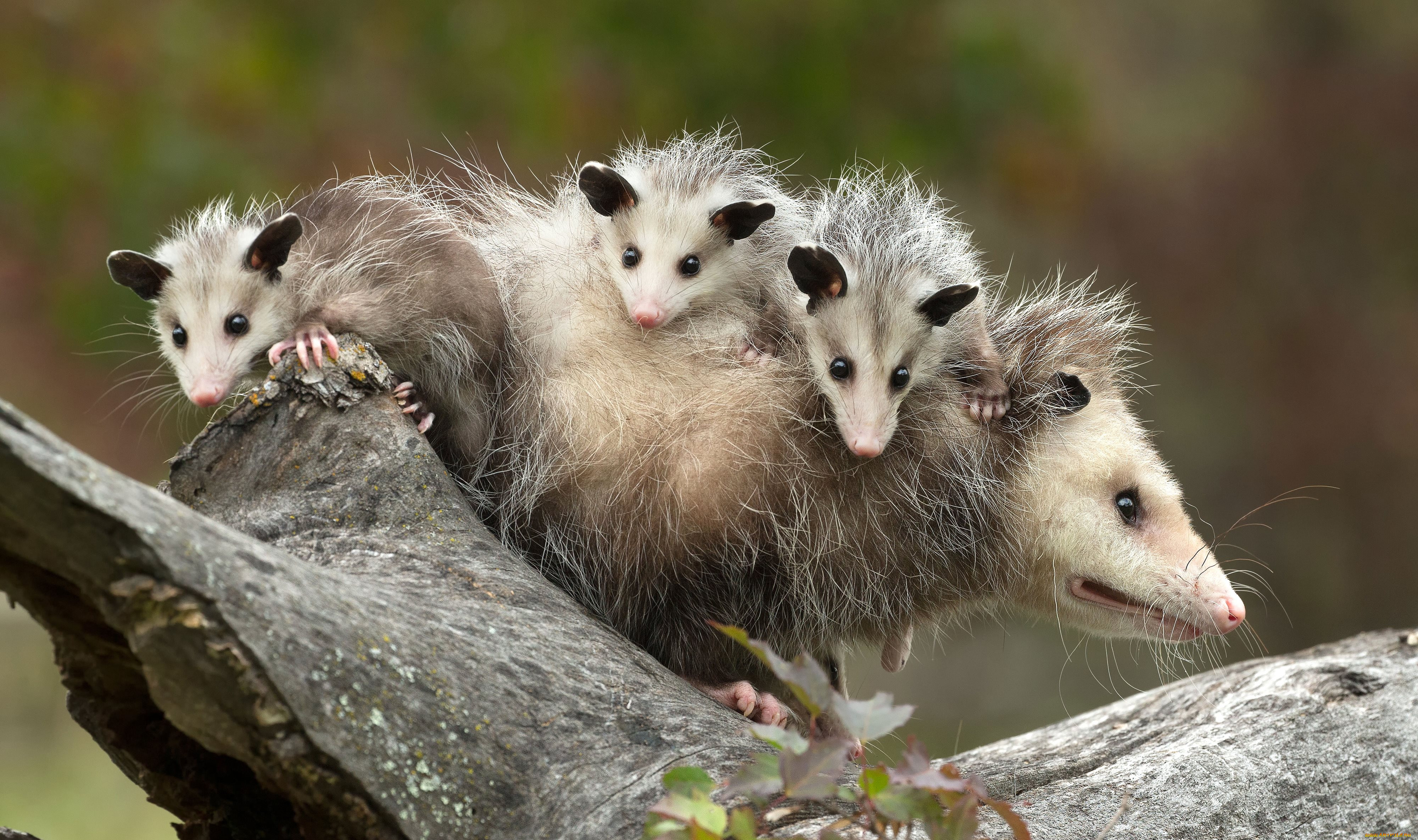 possums, , , , opossum, , , , , , , 